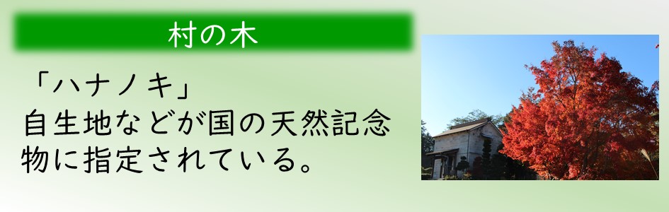 「村の木」ハナノキ。自生地などが国の天然記念物に指定されている。