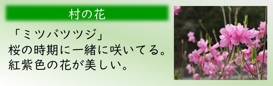 「村の花」ミツバツツジ。桜の時期に一緒に咲いている。紅紫色の花が美しい。