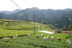 白川茶　常磐園　茶摘み