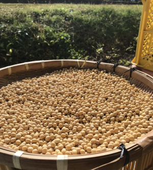 白小豆【令和4年東白川村産】