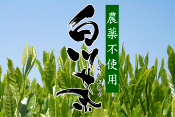 無農薬白川茶　常磐園