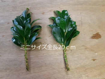 【3ヶ月～月中・月末コース】 天然東白川榊（ミニ榊）１対（２束）