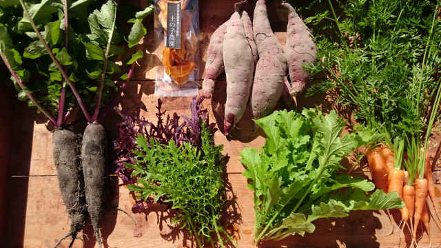 マスタード葉っぱ入り秋の土の子野菜セット 商品一覧 土の子農園 つちのこマルシェ 東白川村役場