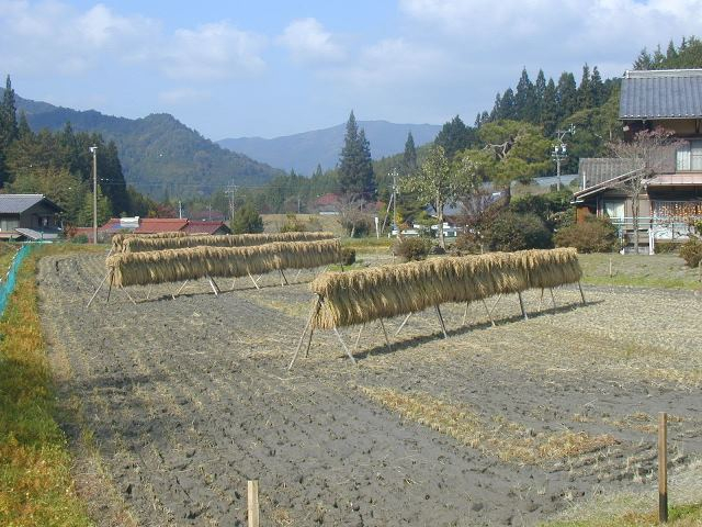 はざ干し、天日干し自然米 コシヒカリ（玄米） | 東白川村役場