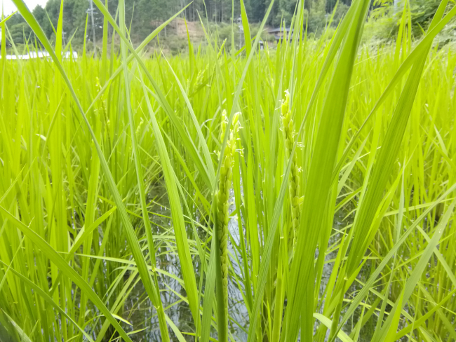 はざ干し自然米開花