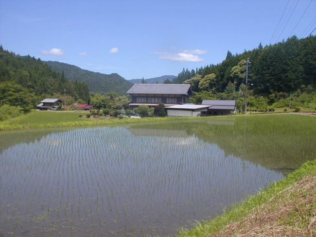 はざ干し自然米田植え