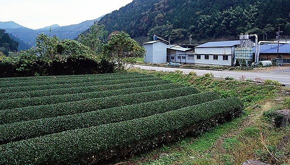 妙観寺の跡