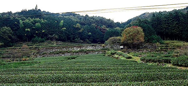 蟠龍寺跡　山門の石垣は後から積んだもの