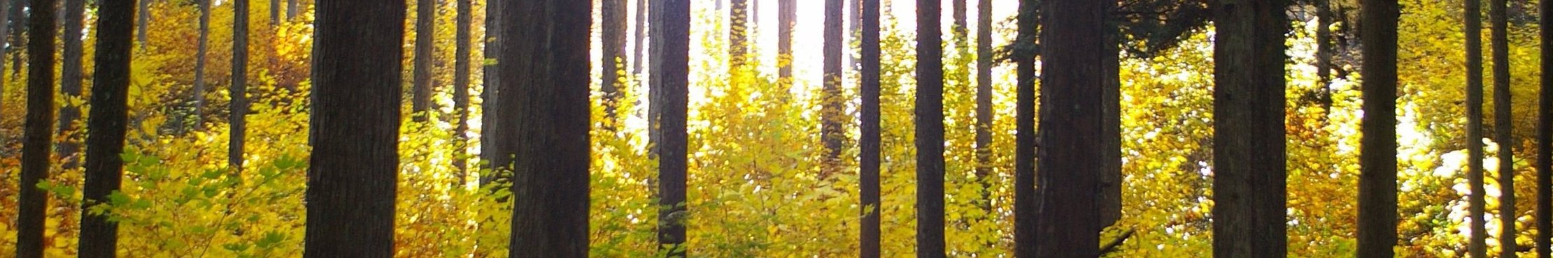 「日本で最も美しい村」連合