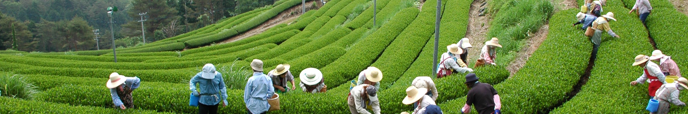 新規就農・青年就農者支援(写真:東白川村の風景/茶摘み)