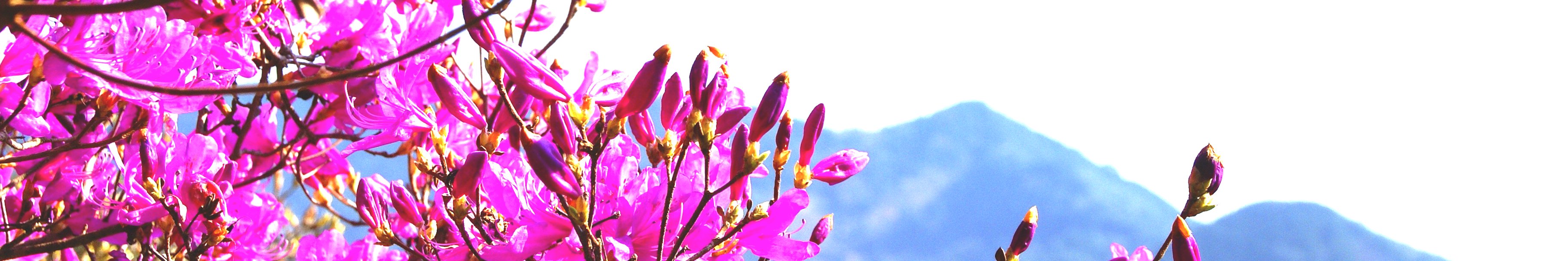 身障相談(写真:東白川村の花&lt;ミツバツツジ&gt;)