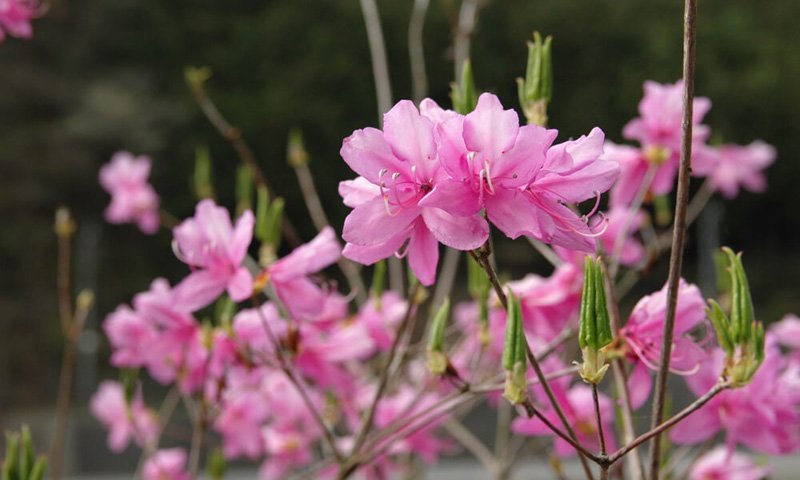 写真:東白川村の花「ミツバツツジ」