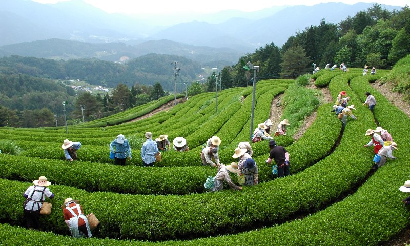 写真:茶摘み