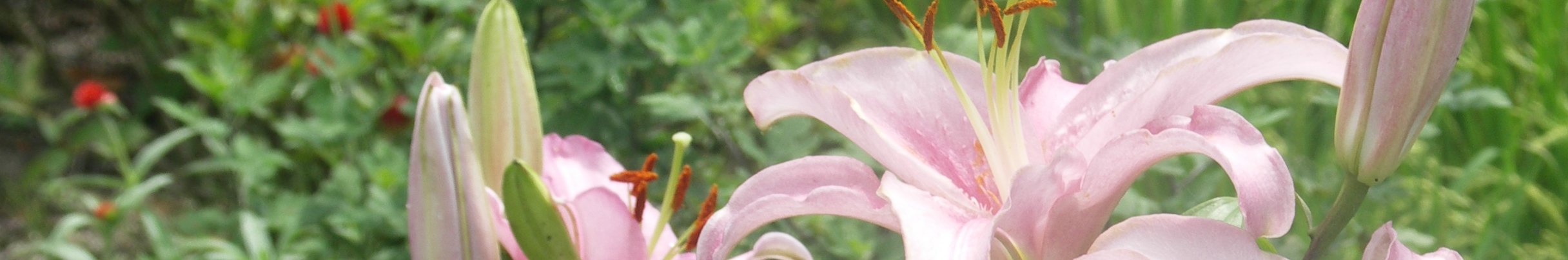 地域福祉(写真:東白川村の風景/ユリの花)