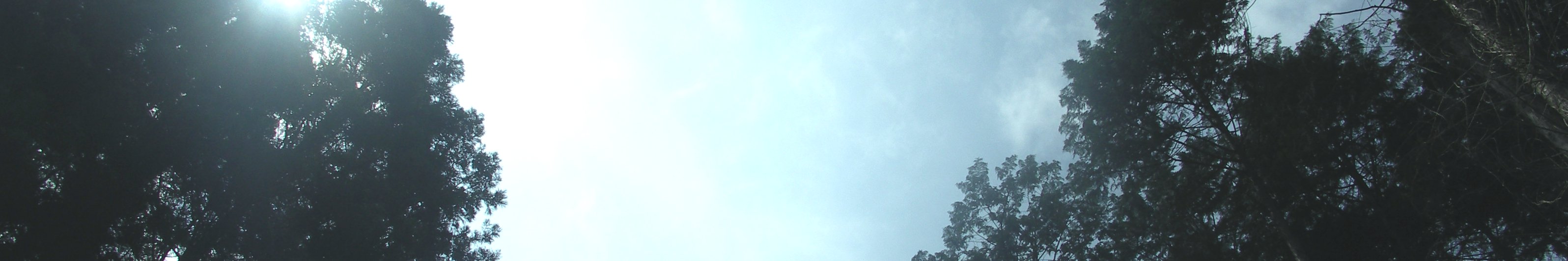 国民年金(写真:東白川村の風景&lt;ひのきに降り注ぐ陽の光&gt;)