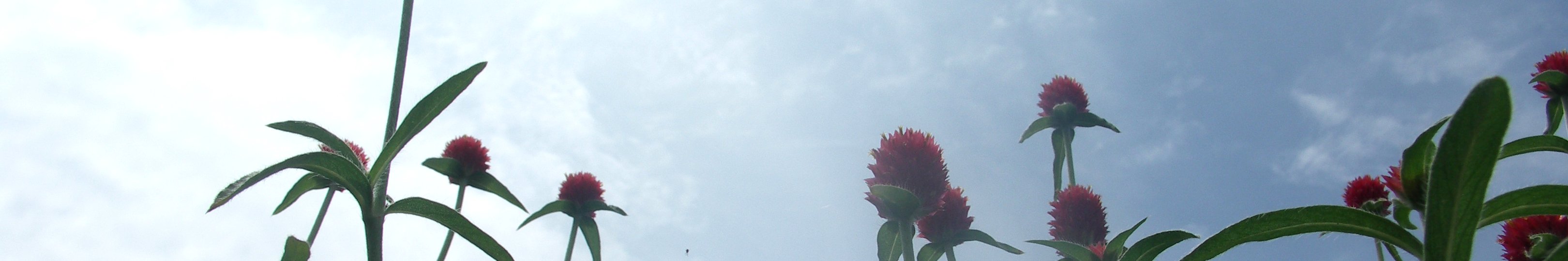 人権(写真:東白川村の風景&lt;花と空&gt;)