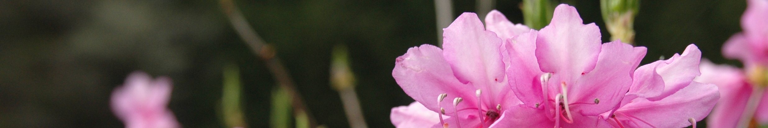 文化財保護(写真:東白川村の花&lt;ミツバツツジ&gt;)