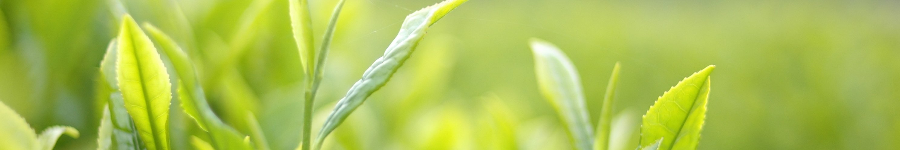 農業振興(写真/お茶の新芽)