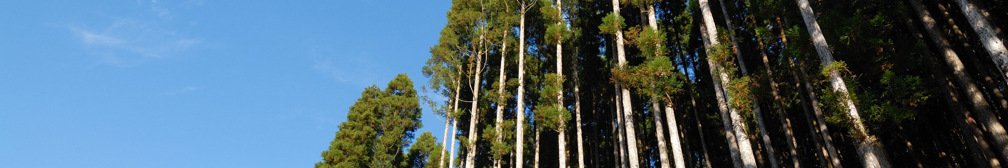 村有林(写真:東白川村の風景&lt;東濃ひのき&gt;)