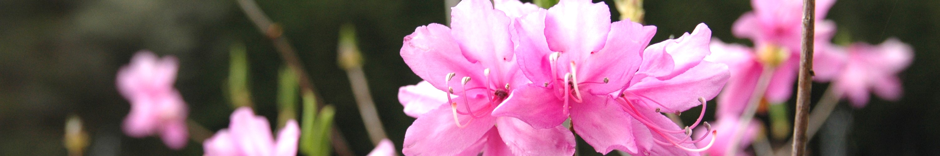 選挙について(写真:東白川村の花&lt;ミツバツツジ&gt;)