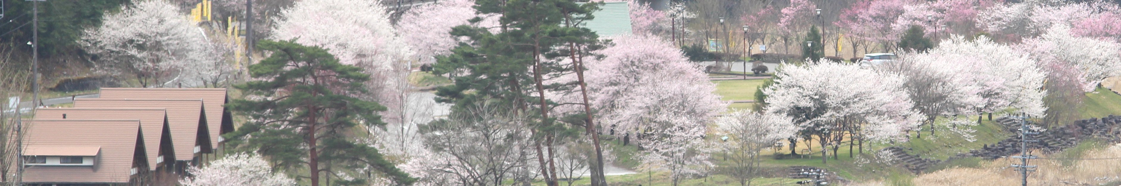 ふるさと納税(写真:東白川村の風景&lt;桜&gt;)