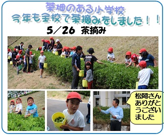 画像:5月26日 茶摘み