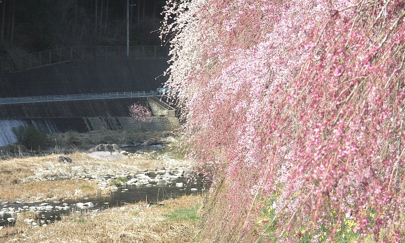 シダレザクラ(鮎ヶ瀬夢さくら)