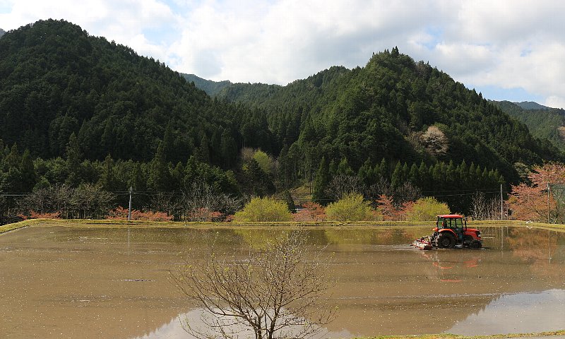 写真:東白川村の風景「水田作業/代掻き・荒掻き」
