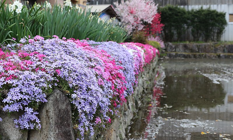 東白川村の風景「芝桜」(写真:水を張った田んぼと芝桜)