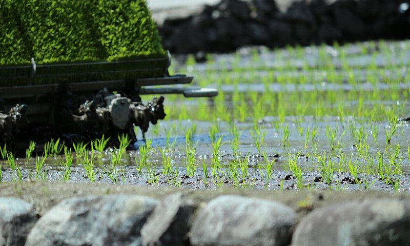 写真:東白川村の風景「田植え(五加)」