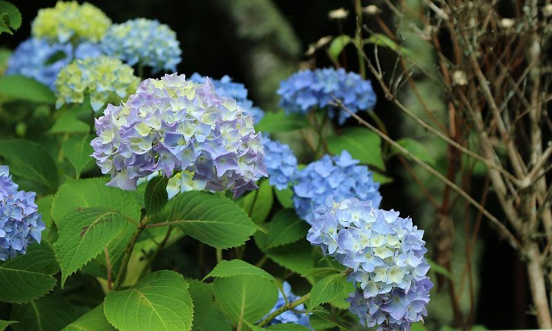 紫陽花(神土/不動滝)
