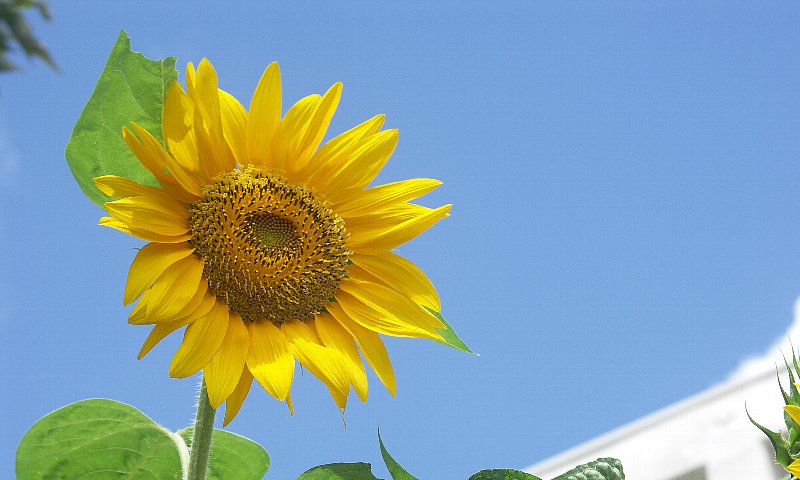 向日葵(東白川小学校にて)