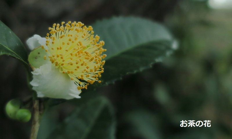 写真:お茶の花