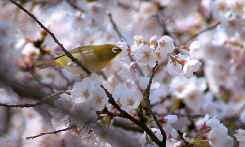 はなのきフォトクラブ「桜とメジロ02／撮影者:松岡昭三(平)」