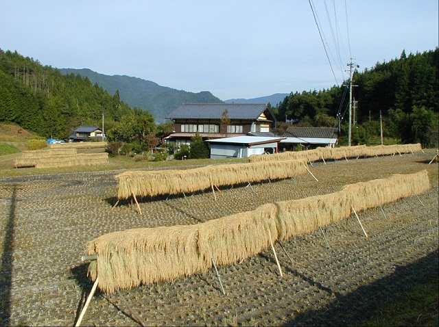 天日干しをしています