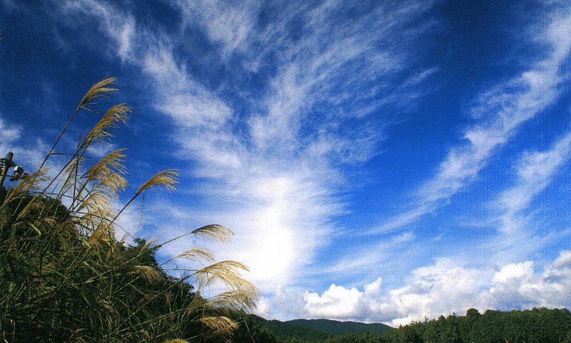 写真:秋空とススキ(撮影者:藤井茂樹/加舎尾)