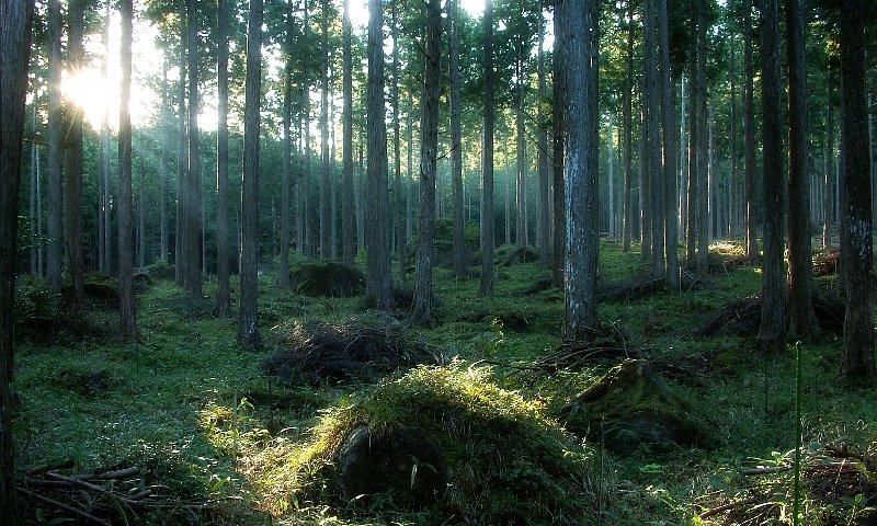 写真:母樹林公園