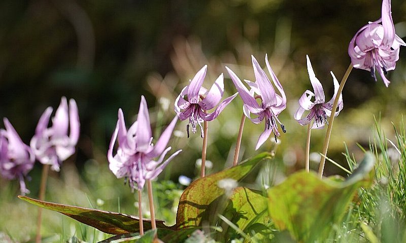 写真:カタクリの花(撮影場所:東白川村内/撮影日:平成20年4月11日)