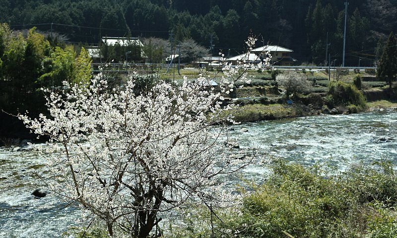 写真:梅と清流白川(撮影場所:東白川村五加地内/撮影日:平成30年3月25日)