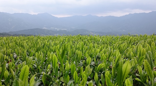 茶広農園　茶園