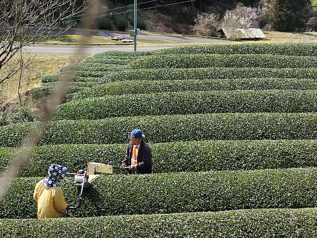 写真:刈り揃え作業