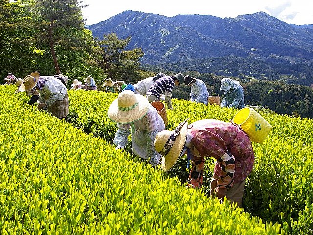 写真:茶葉の新芽を手摘みしているみなさん。