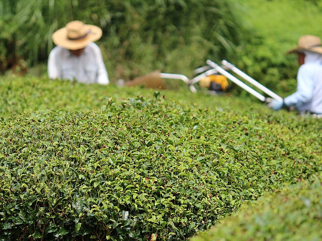 写真:茶株がきれいに刈りならされていきます。