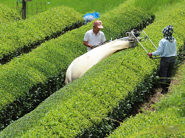 写真:茶刈機を使って刈り取りをしている2人。