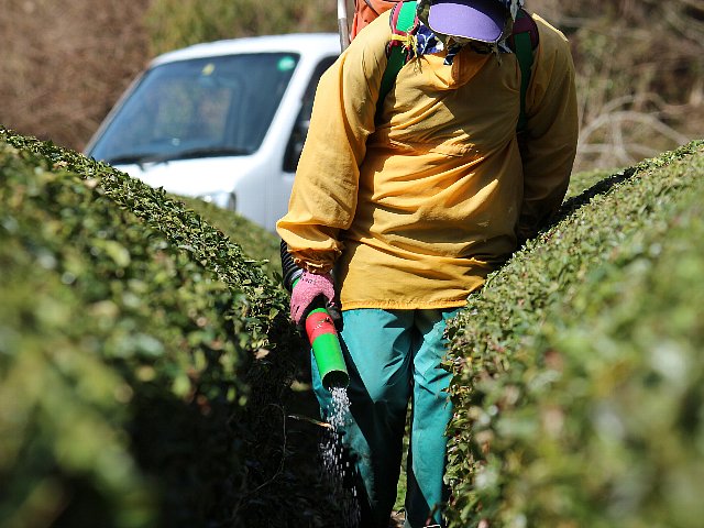 写真:人一人が通ることができる茶株の間をぬって肥料を撒いていきます。