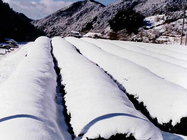 写真:一面の雪景色。茶畑も雪をかぶって真っ白になりました。