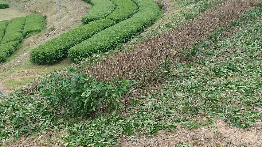 写真:中切りした茶園