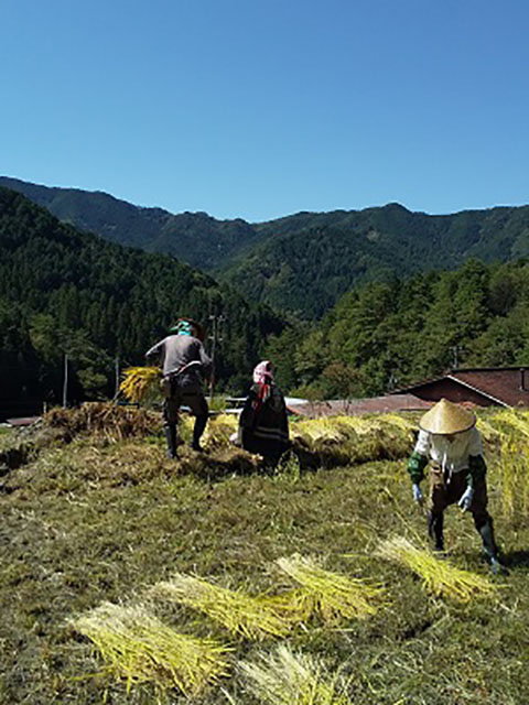 写真:見晴らしのよい田んぼでの稲刈り。