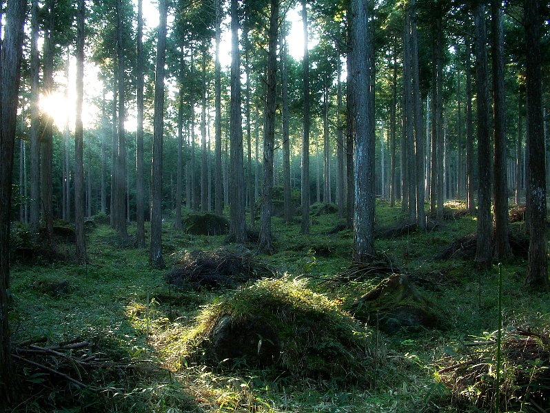 写真:岐阜・東白川村 母樹林公園