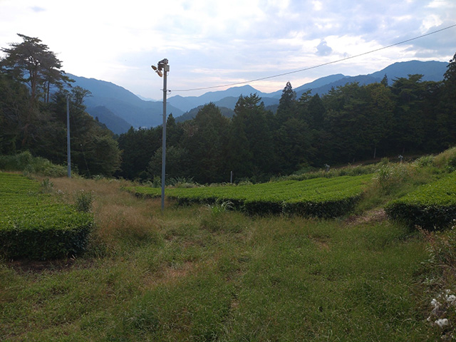 写真:雑草が生い茂る久須見茶畑
